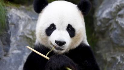 【Jupyter notebook】pandasがimportできないとき